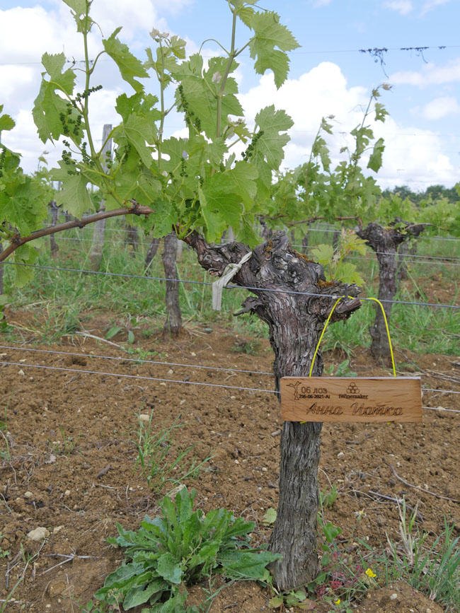 Виноградник на урожай